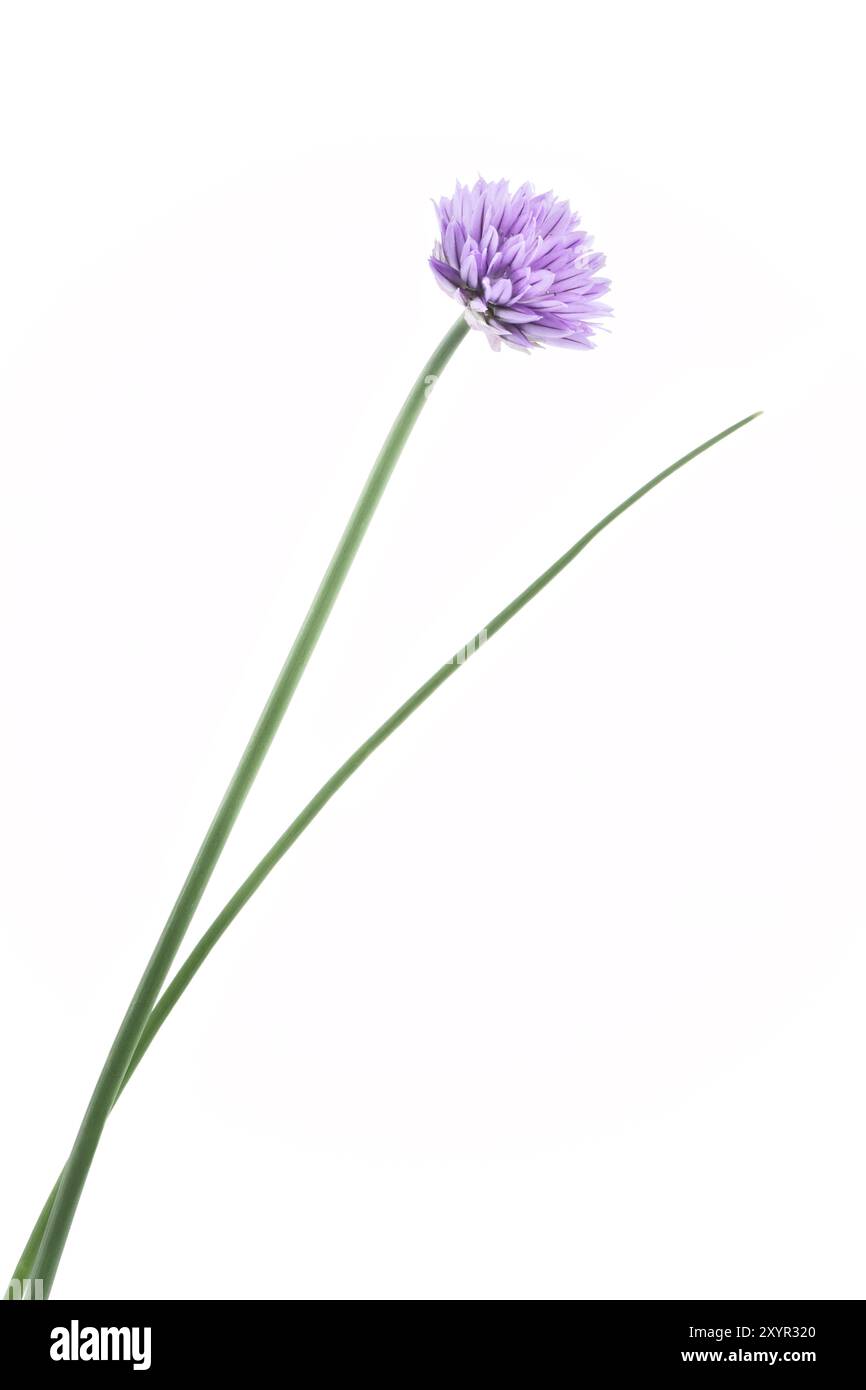 Ciboulette fleurie (Allium schoenoprasum), fleur violette sur tige verte isolée sur blanc Banque D'Images