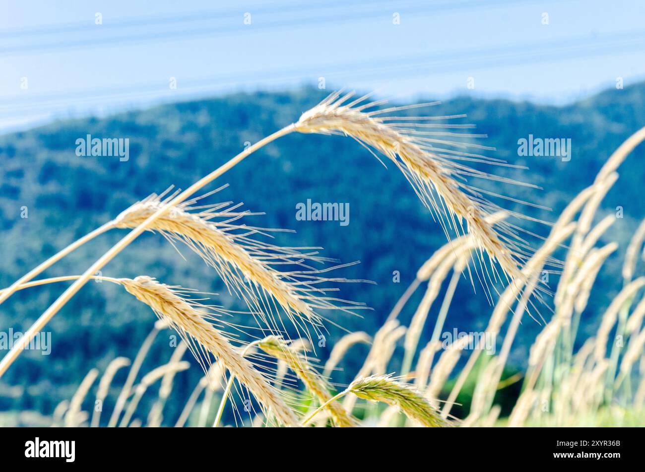 Doré sauvage du Canada - Elymus canadensis, synonymes incluant Elymus wiegandii Banque D'Images