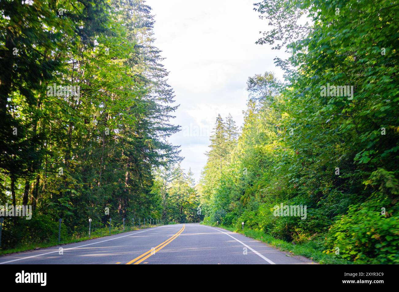 Route du parc du lac Cultus bordée de pins à Chilliwack, vallée du Fraser, Colombie-Britannique, Canada Banque D'Images