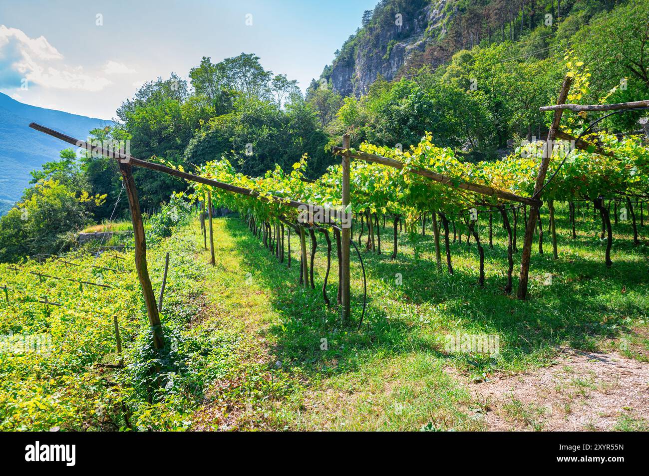 Vignobles sur les pentes des Alpes du Sud par une journée ensoleillée près de la place de Mori, Mori, province autonome de trente, Italie Banque D'Images