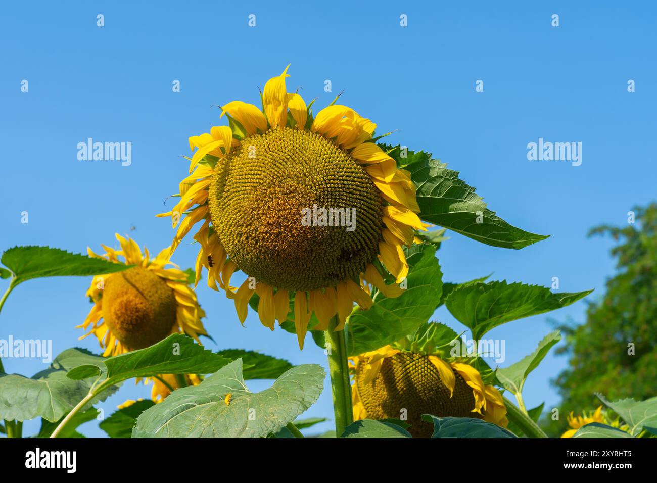 Le champ de tournesol est vu. Le tournesol commun (Helianthus annuus) est une espèce de grande forge annuelle de la famille des Marguerites Asteraceae. Banque D'Images