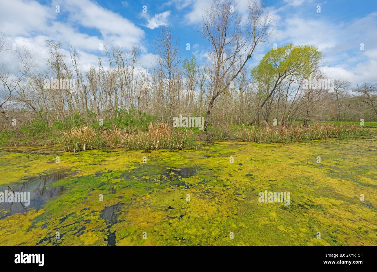 Algae Bloom Coverring un étang de terres humides sous le soleil de printemps dans le parc d'État de Brazos Bend au Texas Banque D'Images