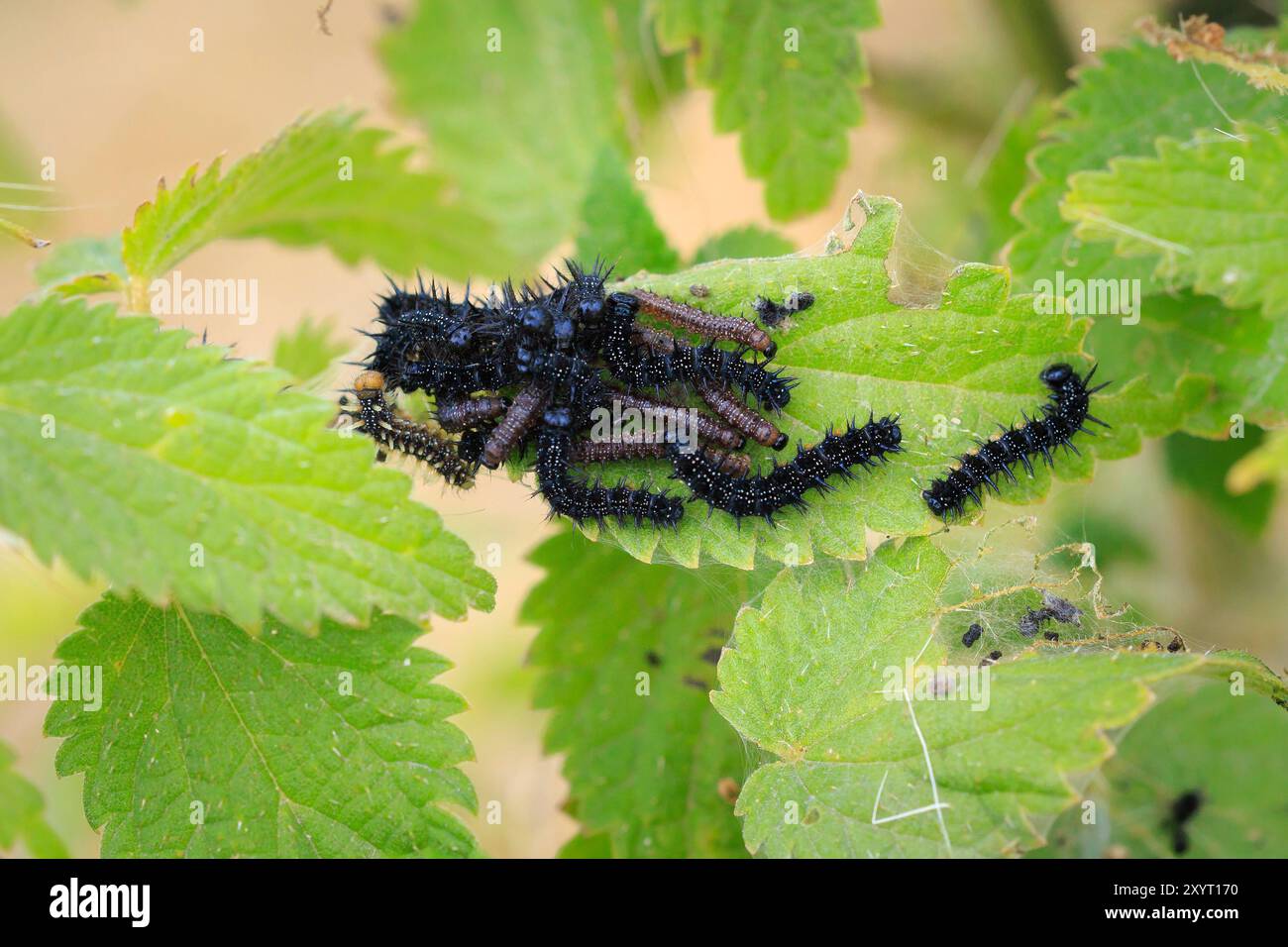 Aglais io, chenille papillon Peacock dans la végétation Banque D'Images