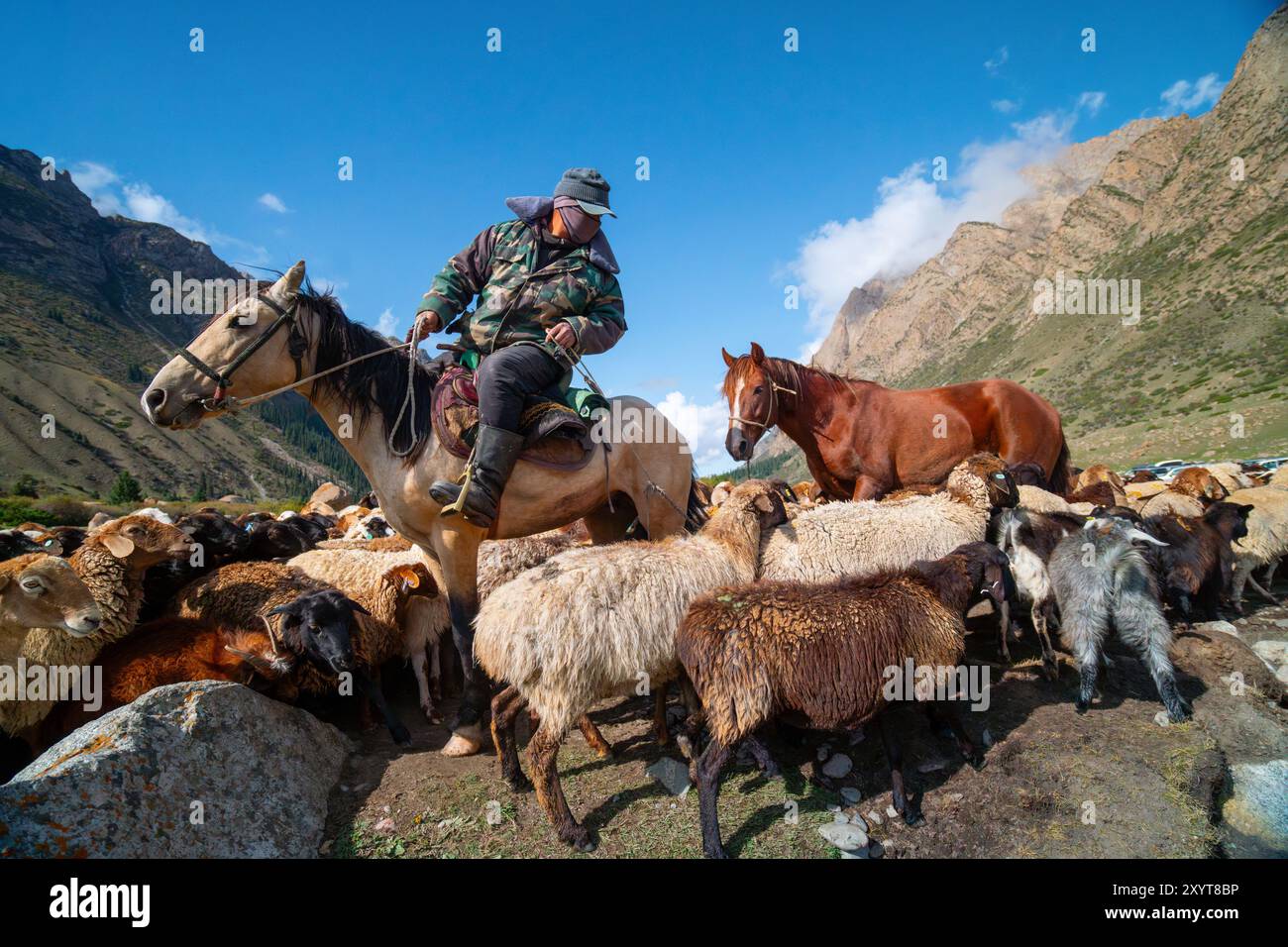 Berger à cheval guidant un troupeau de moutons dans les montagnes du Kirghizistan. Banque D'Images