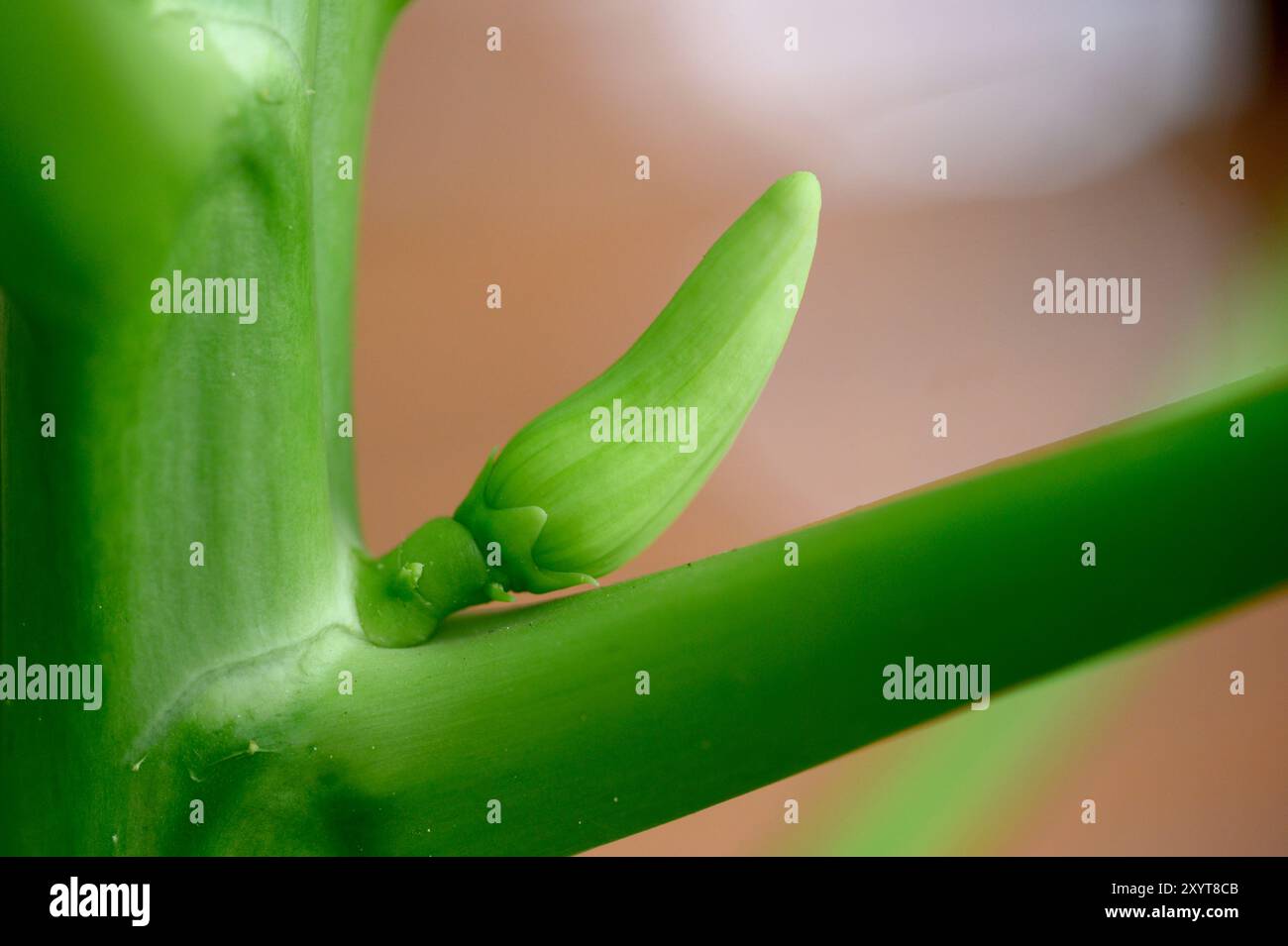 Fleur femelle d'un papaye (Carica papaya) avant ouverture. Banque D'Images