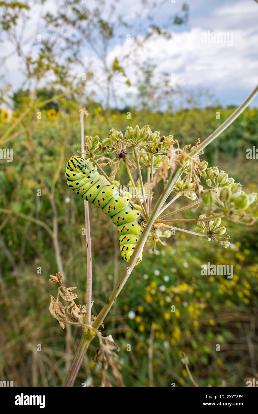 chenille à queue d'araignée (Papilionidae sp.) Se nourrir d'une herbe d'anis (Pimpinella anisum). Banque D'Images
