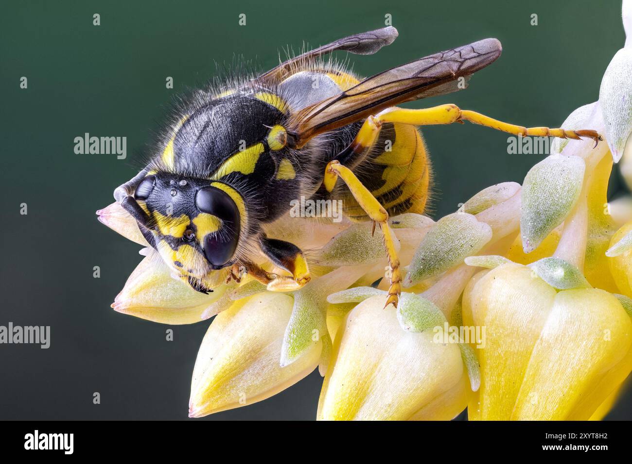 Guêpe européenne (Vespula germanica) reine sur une feuille de plante. Banque D'Images