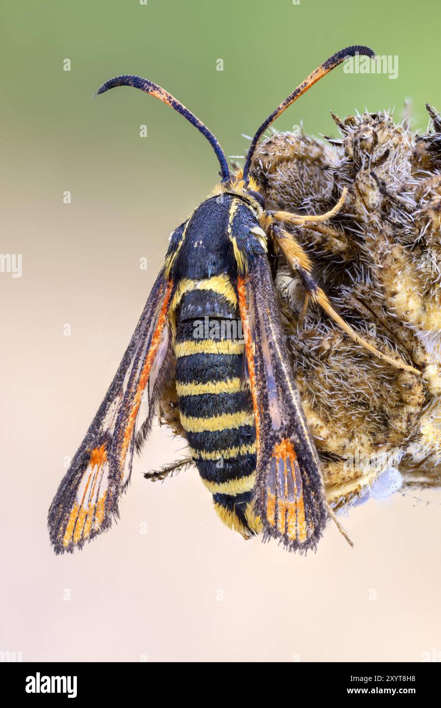 La guêpe ou la pyrale à clairance des mûres (Pennisetia marginata) sur un paquet de graines de plante sauvage. Banque D'Images