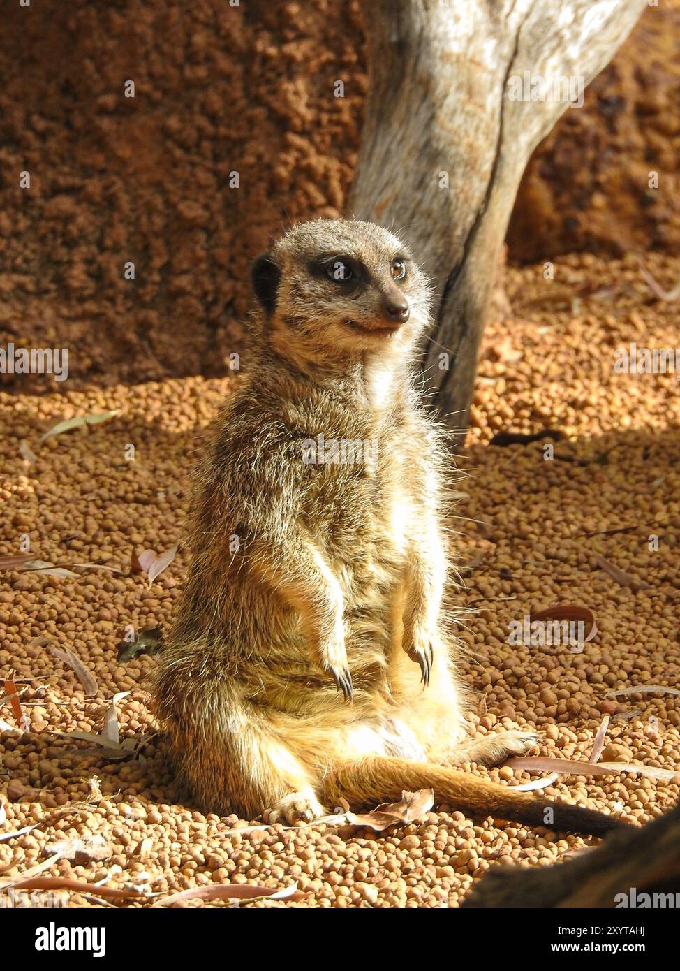 Debout et alerte, cette suricate garde la garde sur le paysage désertique. Un moment parfait de curiosité et de vigilance dans la nature. #Meerkat Banque D'Images