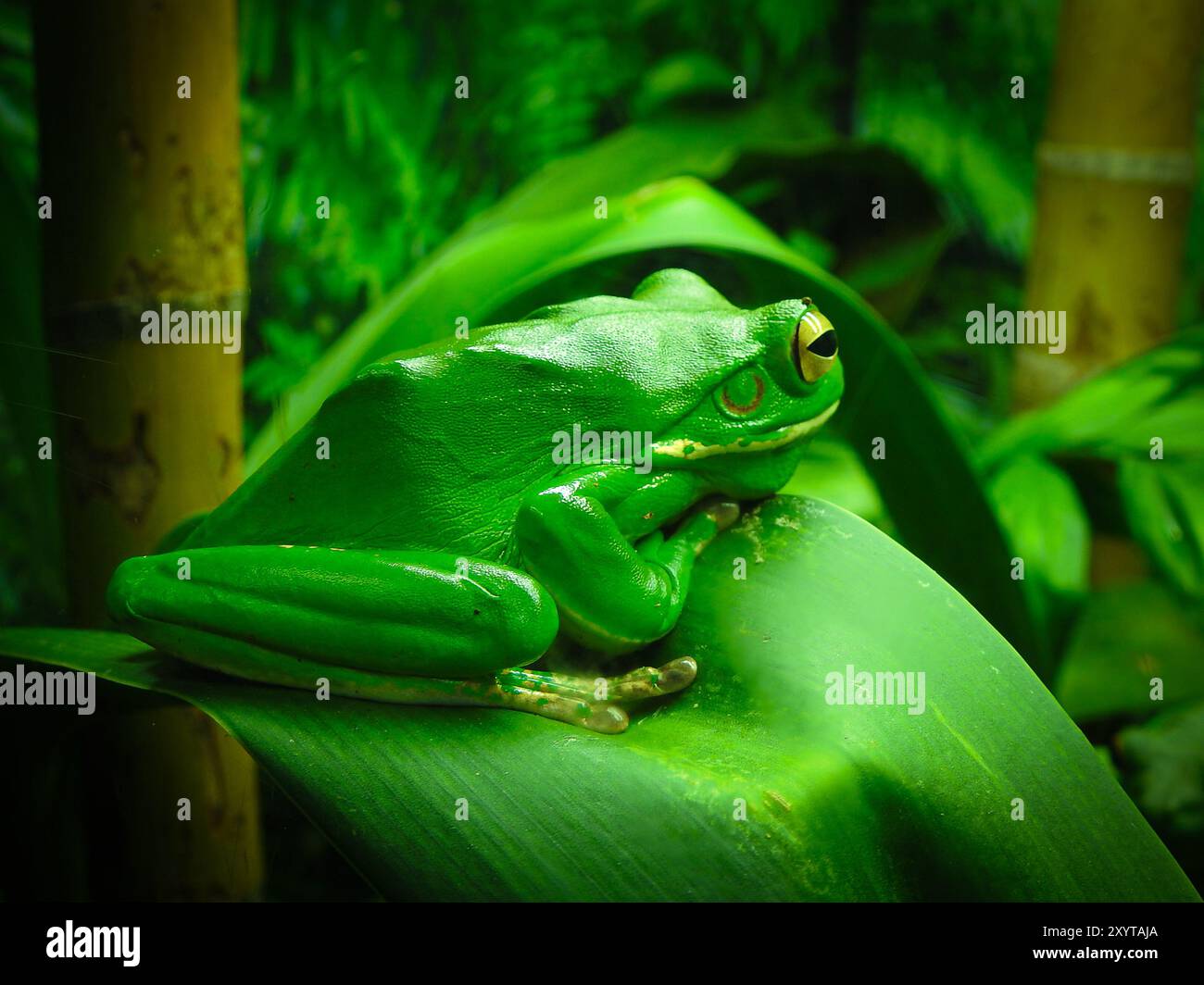 Une grenouille verte se fond parfaitement sur une feuille luxuriante, embrassant l'harmonie de la nature. Un petit rappel de la beauté trouvée dans les moments calmes. #NatureLife Banque D'Images