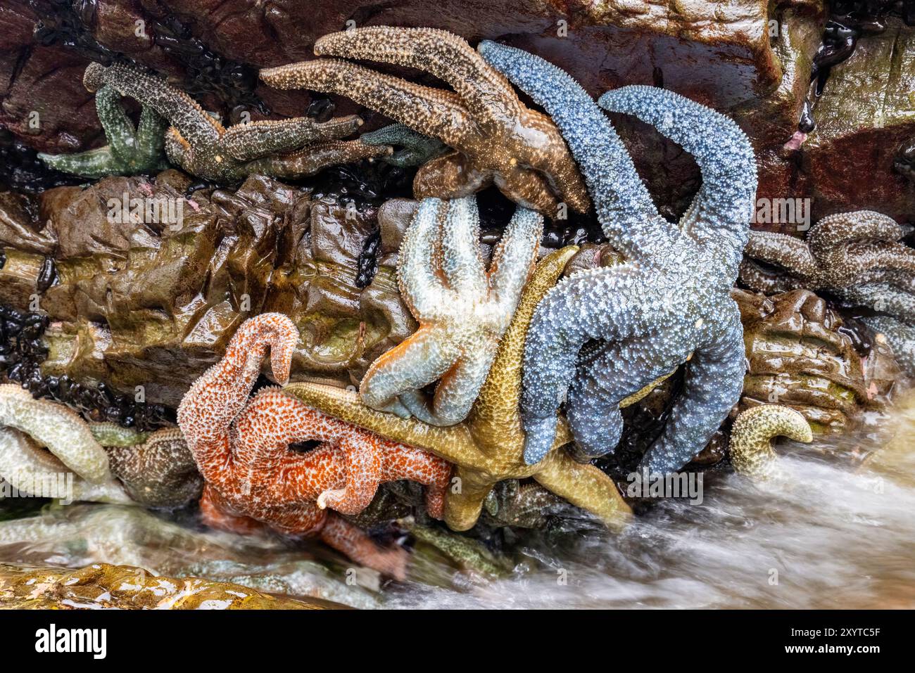 Étoiles de mer colorées (étoiles de mer) dans un bassin de marée - Icy Strait point, Hoonah, Alaska, États-Unis Banque D'Images