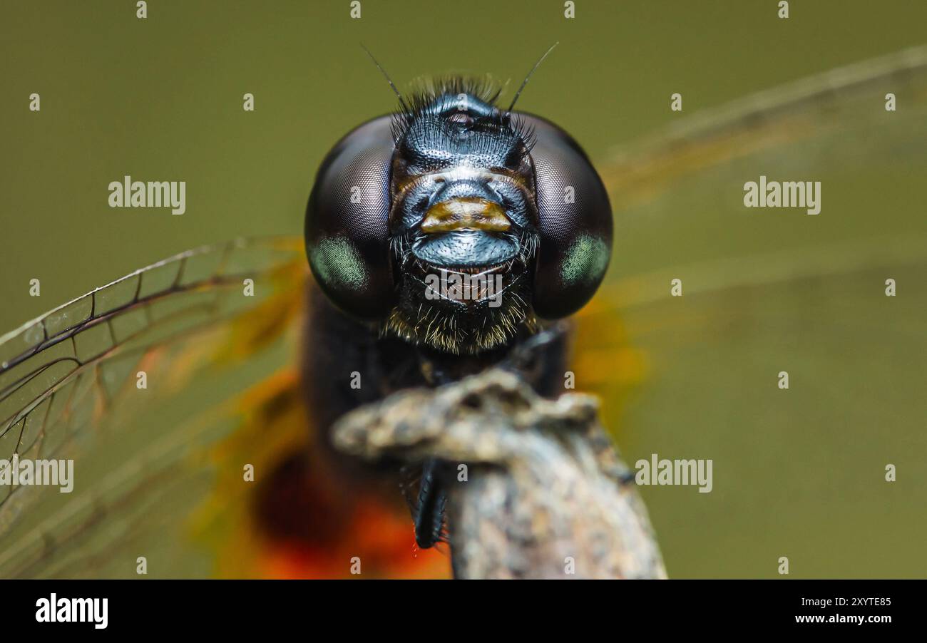 Mouche dragon, yeux mise au point extrême. Banque D'Images