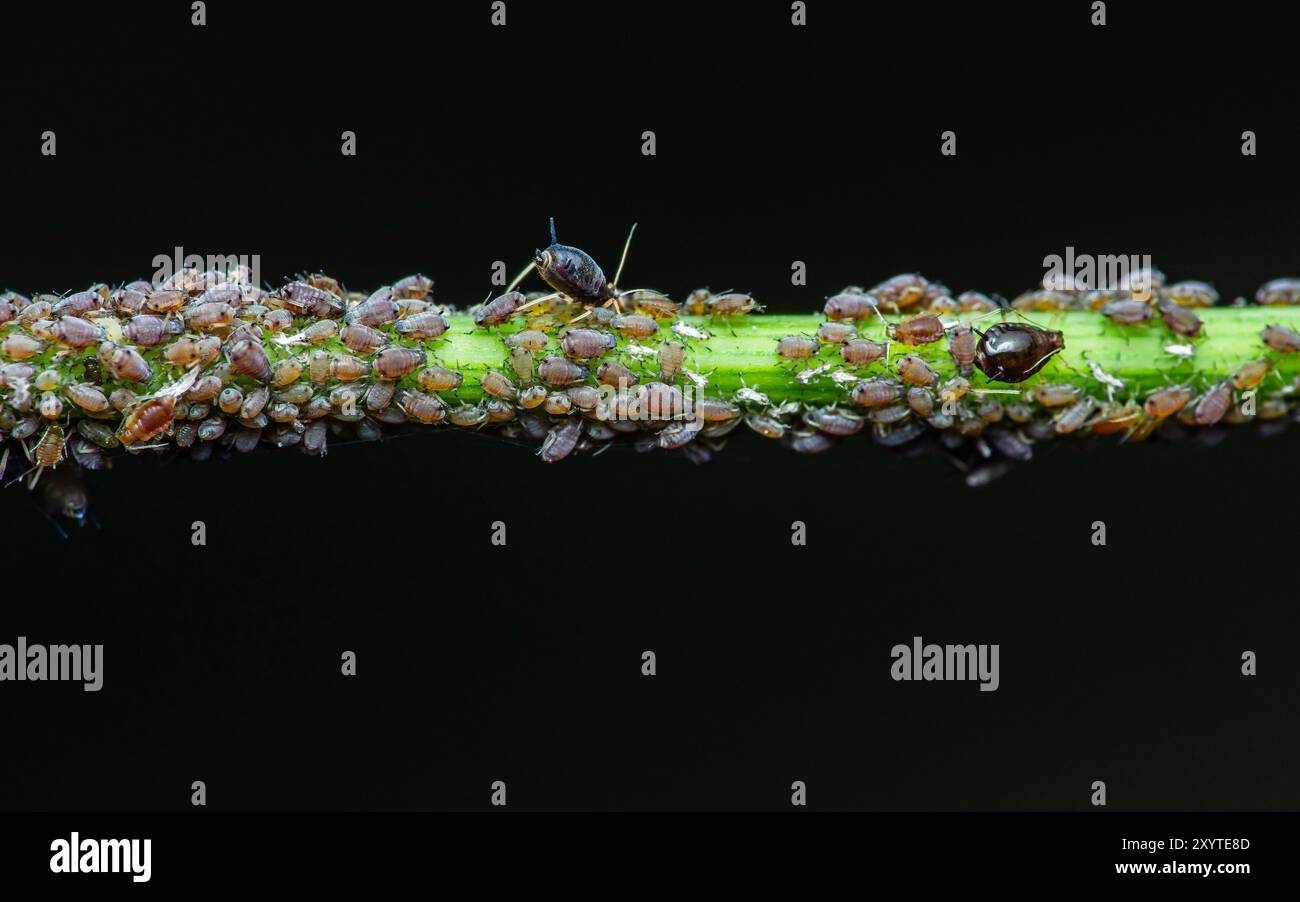 Gros plan groupe de pucerons C'est un insecte nuisible sur la plante dans le jardin et le fond noir, la photographie macro et la mise au point sélective. Banque D'Images