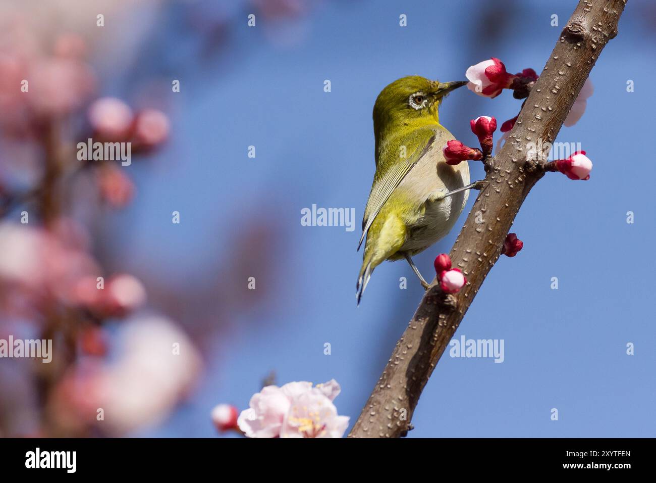 Oiseau japonais à yeux blancs se nourrissant de cerisiers en fleurs précoces dans un Yamato, Kanagawa, Japon. Banque D'Images