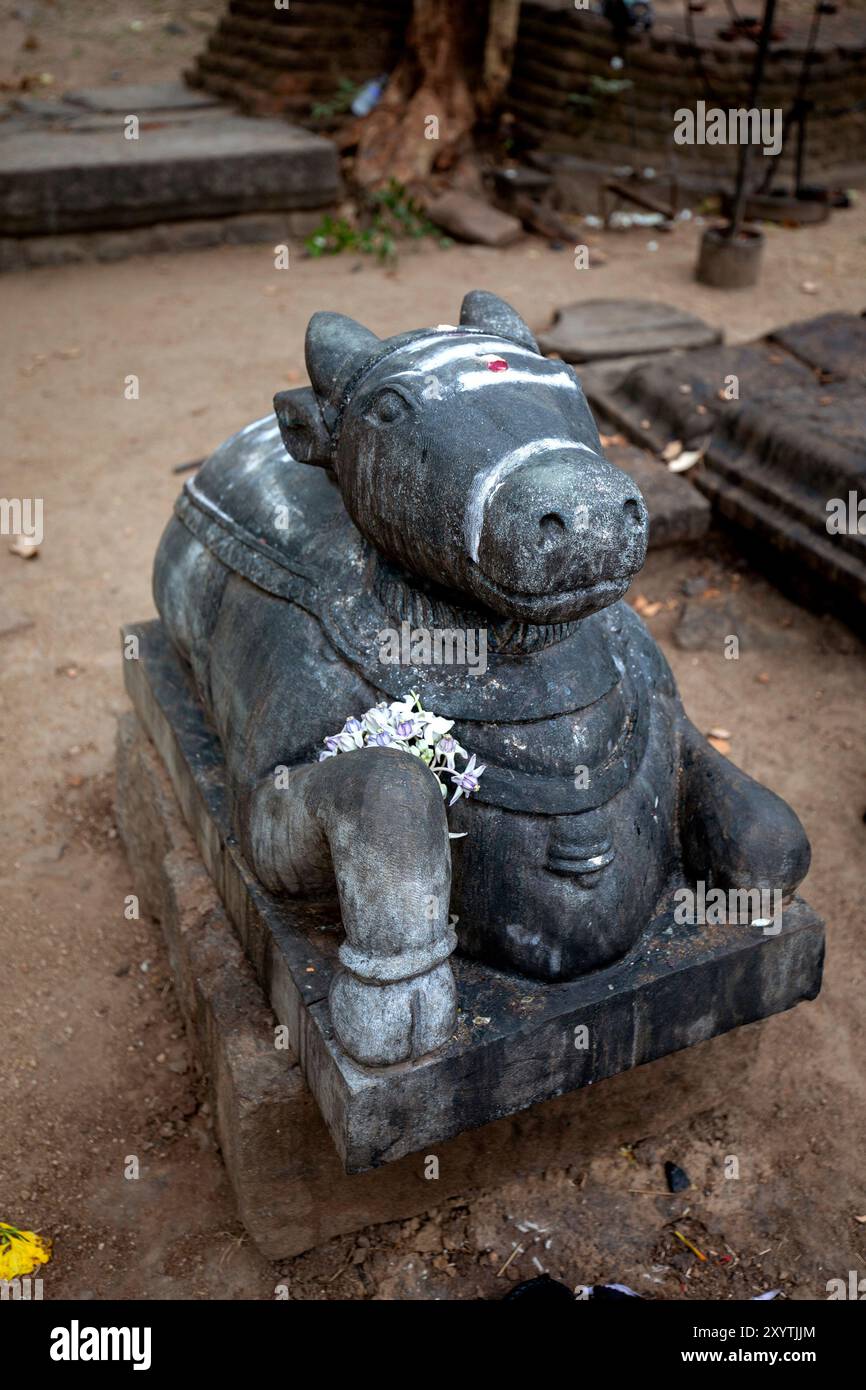 POLONNARUWA, Sri LANKA - 16 JUILLET 2024 : Une statue de vache sculptée en pierre dans le plus ancien sanctuaire hindou à Polonnaruwa au Sri Lanka connu sous le nom de Siva Devale No.2. I Banque D'Images