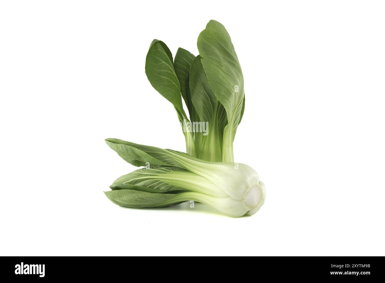 Pak choi, également connu sous le nom de bok choi ou pok choi type de chou chinois isolé sur fond blanc Banque D'Images