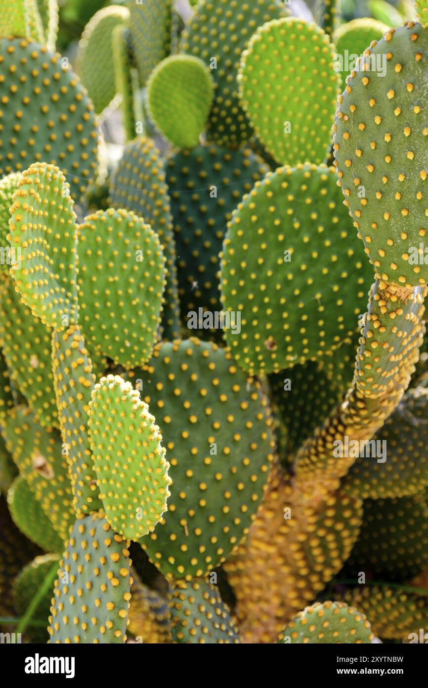 Détail de cactus avec ses épines, couleurs et textures Banque D'Images