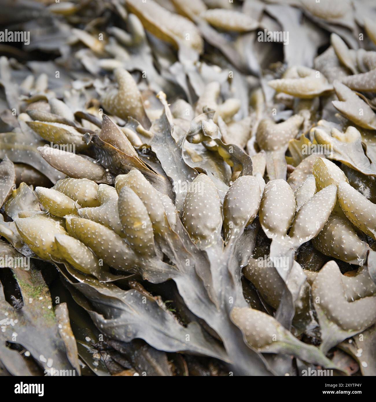 Boursouflure, fucus vesiculosus une algue marine de l'océan Atlantique Banque D'Images