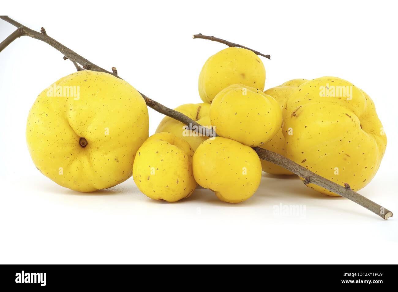 Fruits de coing jaune doré lumineux isolés sur fond blanc, pleine profondeur de champ, Chaenomeles japonica ou coing japonais Banque D'Images