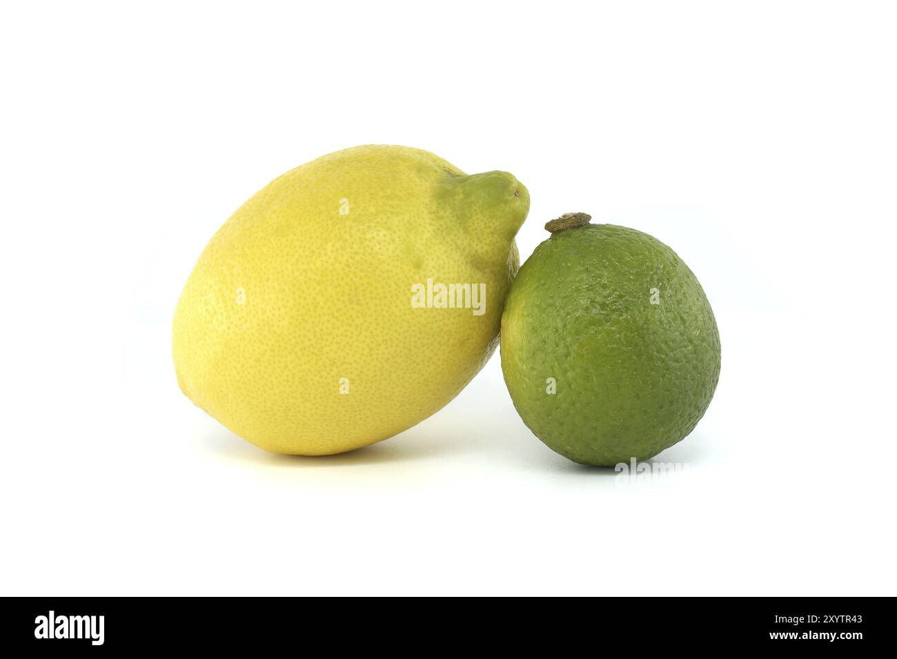 Citrons jaunes vibrants et citron vert créant un contraste visuel lumineux et vif isolé sur fond blanc Banque D'Images