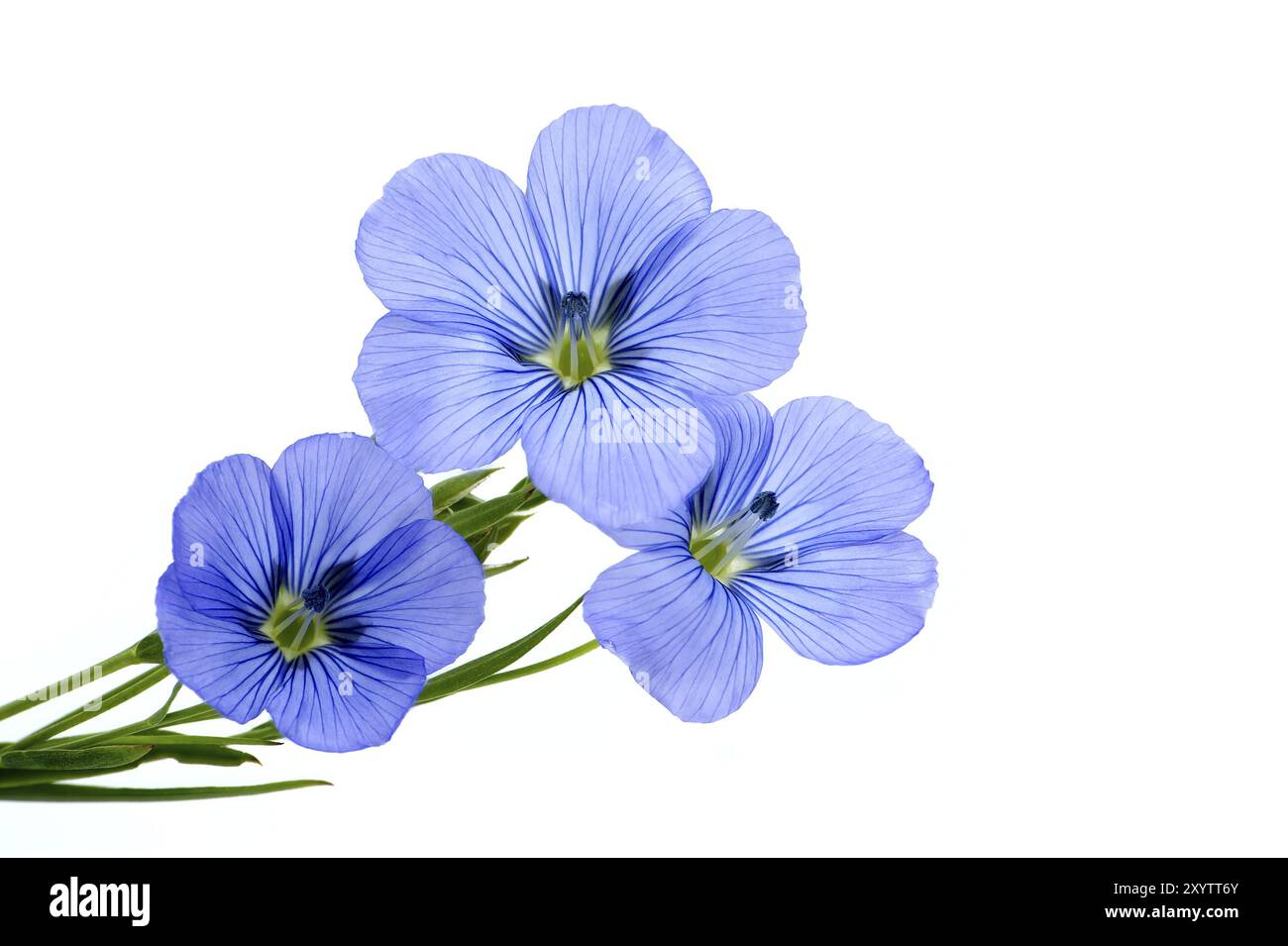 Fleur de lin bleu en gros plan sur fond blanc, belle fleur de lin bleu et espace libre pour le texte Banque D'Images