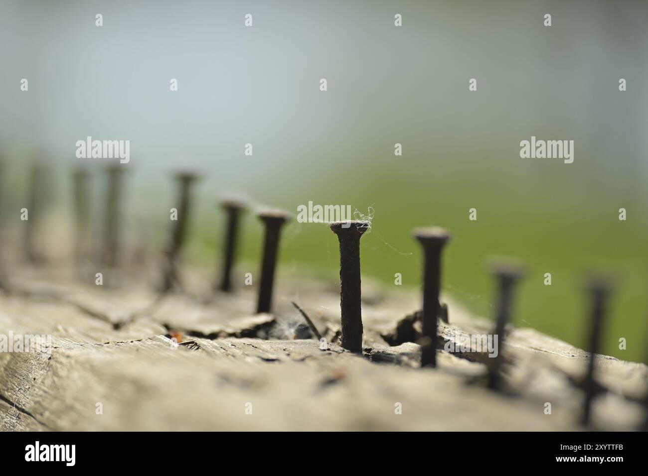Vue rapprochée d'une pièce de bois altérée, qui abrite de nombreux clous rouillés de différentes tailles conduits à mi-chemin, mise au point sélective dans le dos flou Banque D'Images