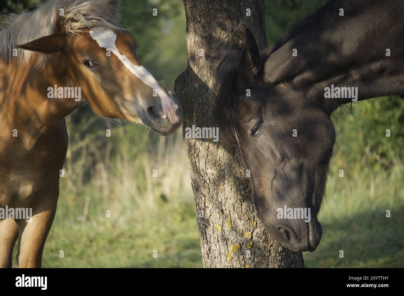 Deux chevaux debout dans une zone herbeuse près d'un arbre, avec leurs nez presque se touchant d'une manière affectueuse Banque D'Images