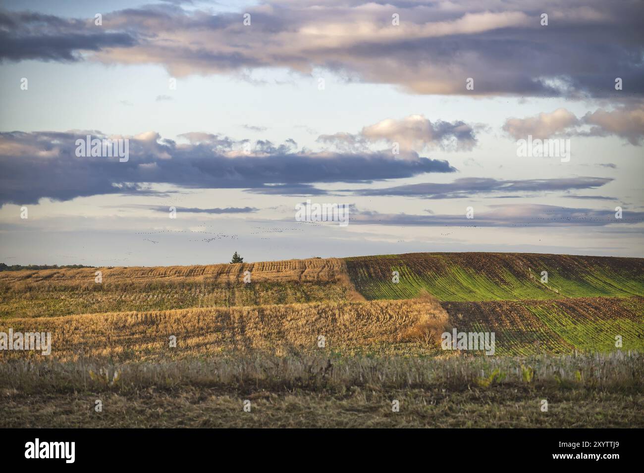 Scène extérieure pittoresque dans une zone rurale, champ parsemé de quelques pistes suggestives d'activité agricole et d'herbe verte luxuriante Banque D'Images Scène extérieure pittoresque dans une zone rurale, champ parsemé de quelques pistes suggestives d'activité agricole et d'herbe verte luxuriante Banque D'Images