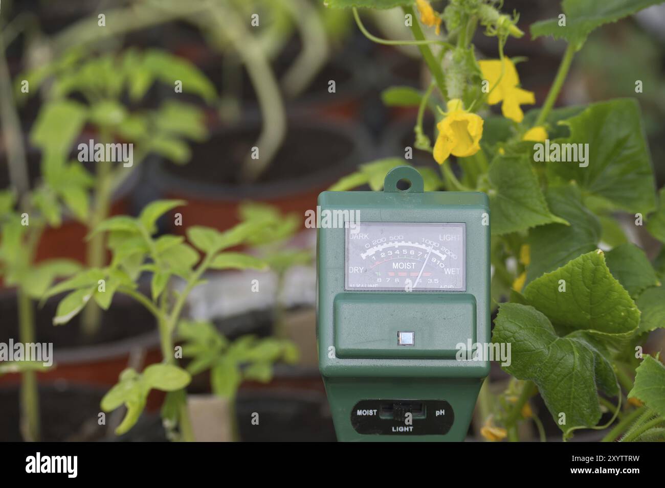 Mètre à trois voies pour mesurer le pH du sol, la lumière et le niveau d'humidité, concept de technologie agricole Banque D'Images