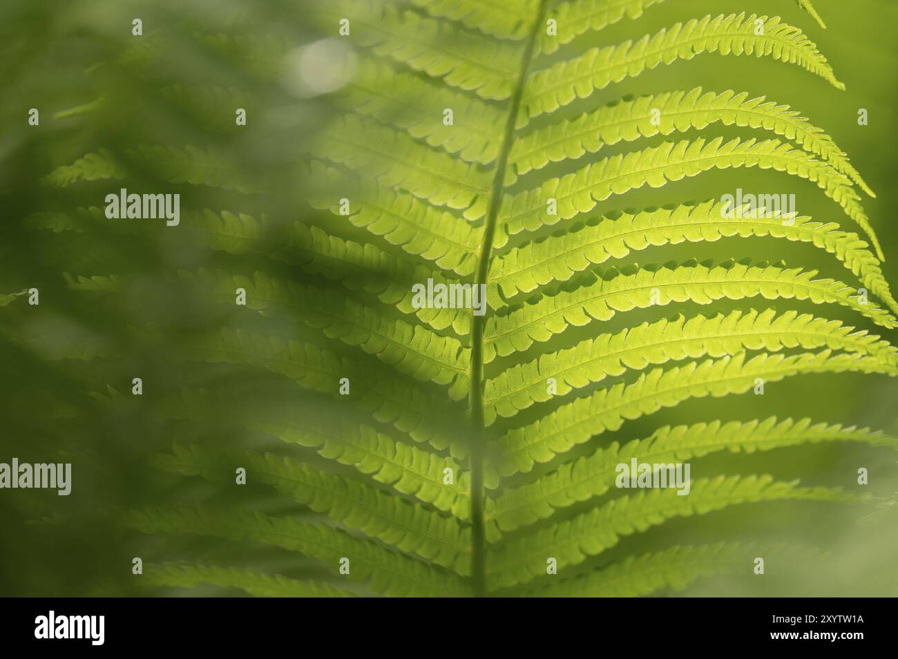 Fougère (Tracheophyta), feuille unique illuminée par rétro-éclairage, à gauche l'ombre floue d'une autre feuille, verte, Dortmund, Allemagne, Europe Banque D'Images