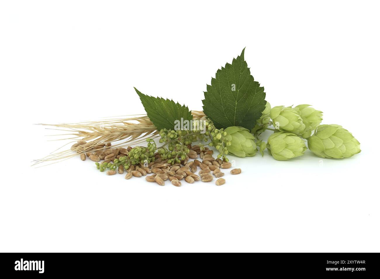 Des cônes de houblon et des fleurs de houblon près de graines de blé isolées sur fond blanc, la bière brassicole et les ingrédients de la pharmacie Banque D'Images