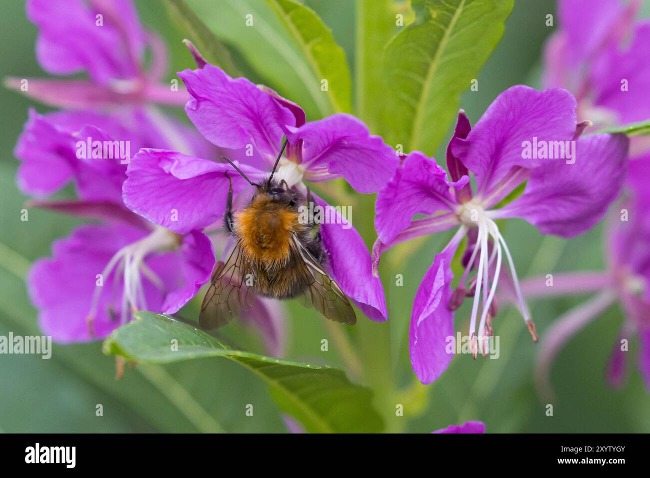 Baumhummel, Baum-Hummel, beim Blütenbesuch auf Weidenröschen, Nektarsuche, Bestäubung, Bombus hypnorum, Pyrobombus hypnorum, arbre bourdon, nouvelle garde Banque D'Images