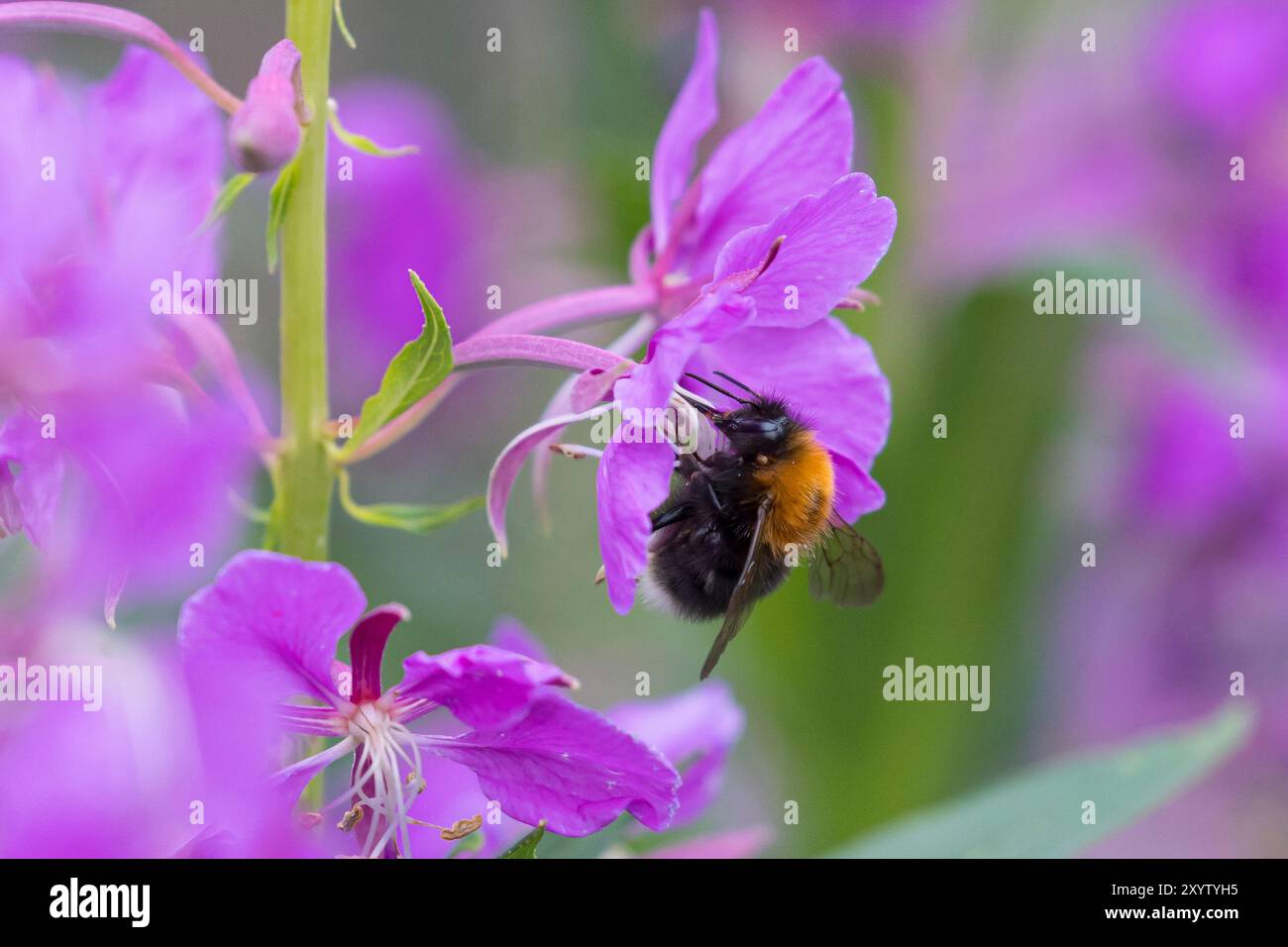 Baumhummel, Baum-Hummel, beim Blütenbesuch auf Weidenröschen, Nektarsuche, Bestäubung, Bombus hypnorum, Pyrobombus hypnorum, arbre bourdon, nouvelle garde Banque D'Images