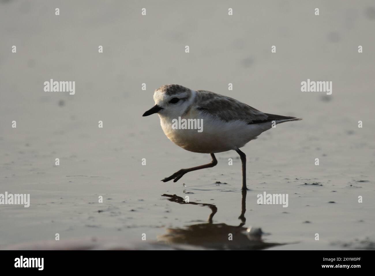 Pluvier à fronts blancs (Charadrius marginatus), pluvier à fronts blancs Banque D'Images