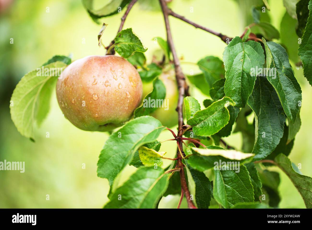 pomme suspendue parmi le feuillage dans le jardin Banque D'Images