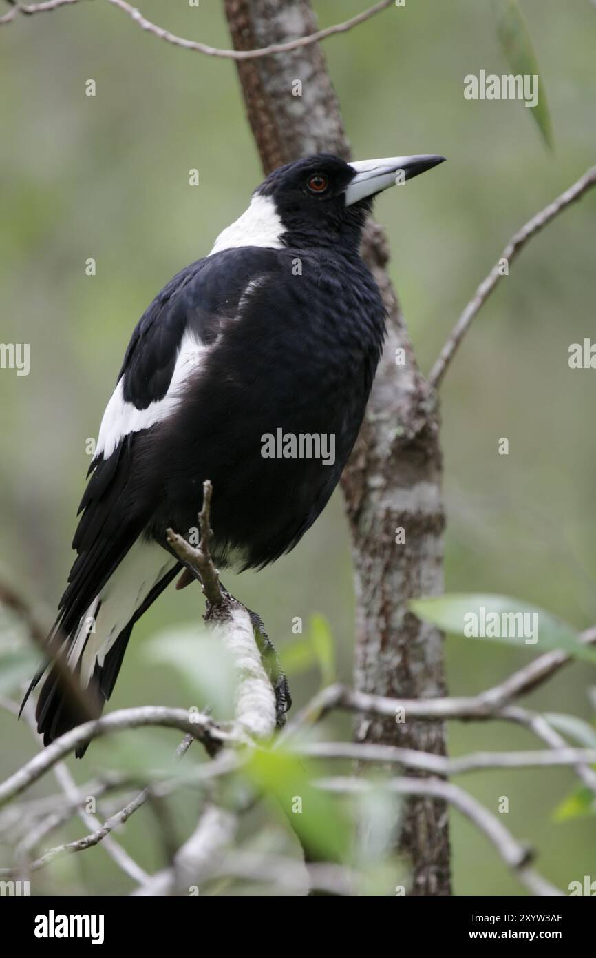 Magpie australienne (Cracticus tibicen) assis sur une branche dans le Queensland, Australie, Océanie Banque D'Images