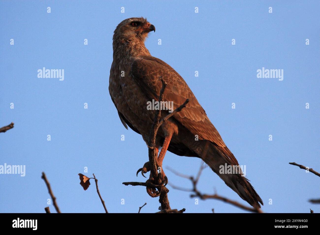 Goshawk juvénile à chant noir (Melierax métabates), Etosha, Namibie, goshawk juvénile à chant noir, Etosha, Namibie, Afrique Banque D'Images