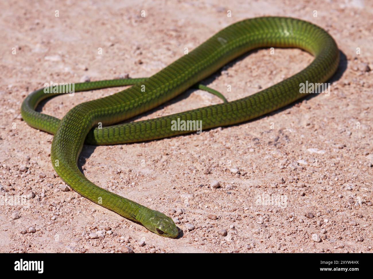 Boomslang (Dispholidus typus), Parc national de l'Etsoha, Namibie, Boomslang en Namibie, Etosha, Afrique Banque D'Images