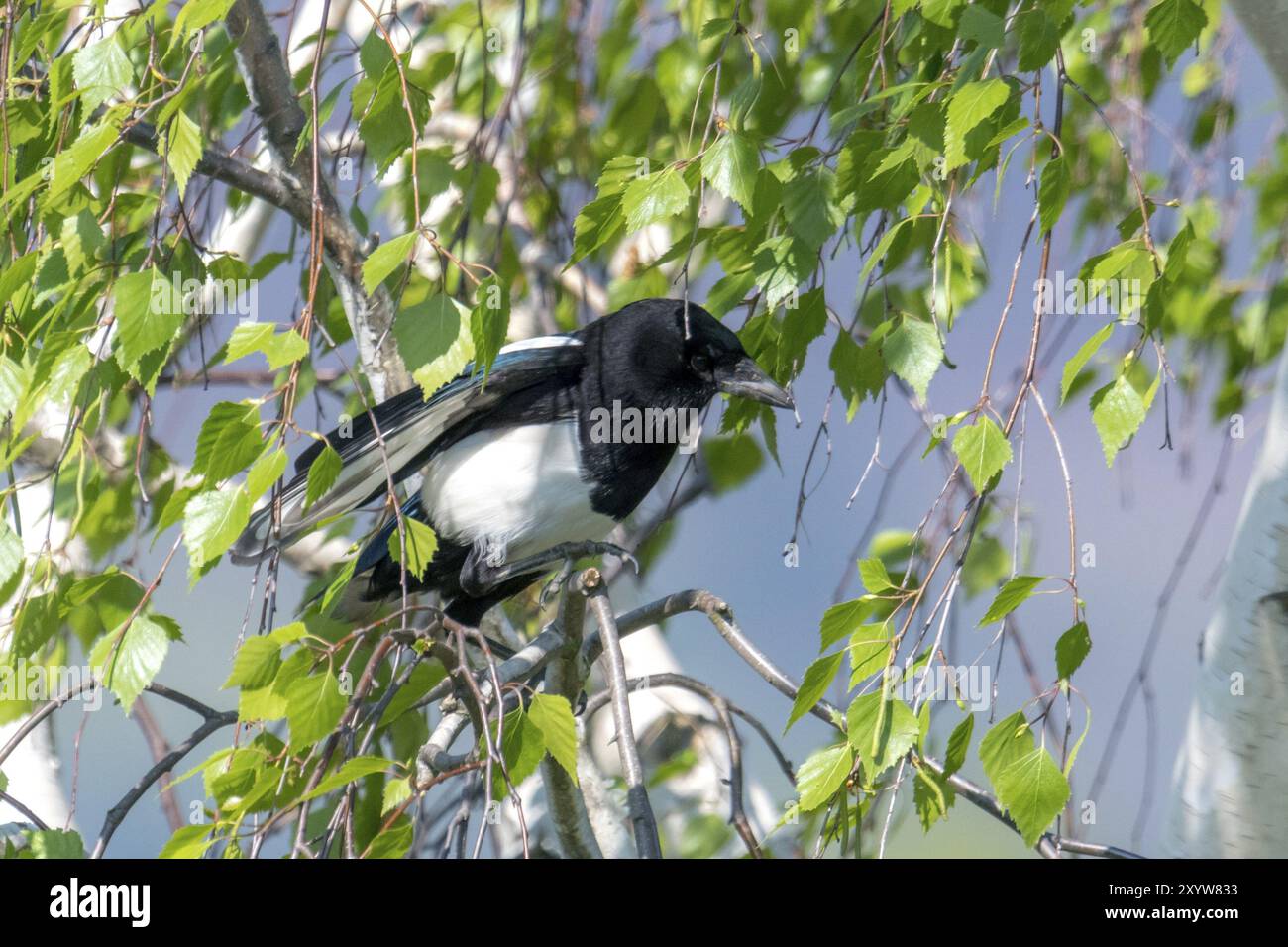 Magpie sans plumes de queue assis dans un bouleau avec des feuilles vert clair frais Banque D'Images