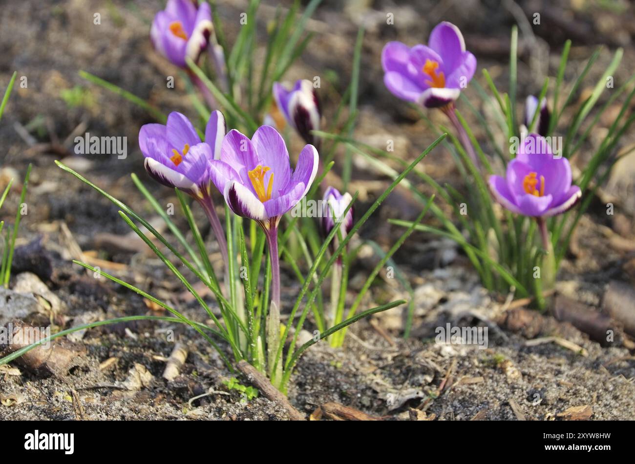 Crocus, Crocus 107 Banque D'Images