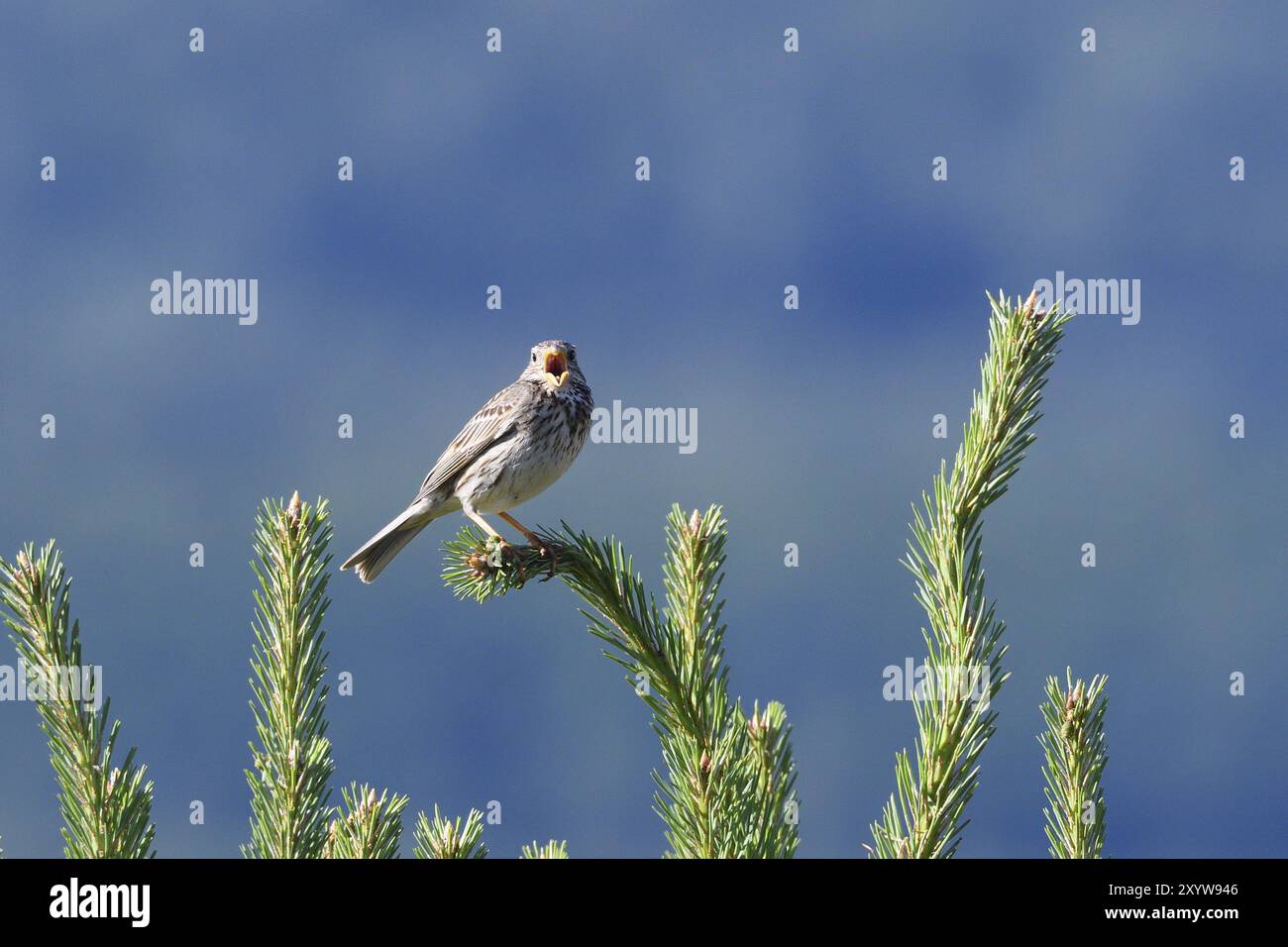 Mâle à guirlande de maïs chantante (Emberiza calandra, Miliaria calandra), mâle à guirlande de maïs Banque D'Images