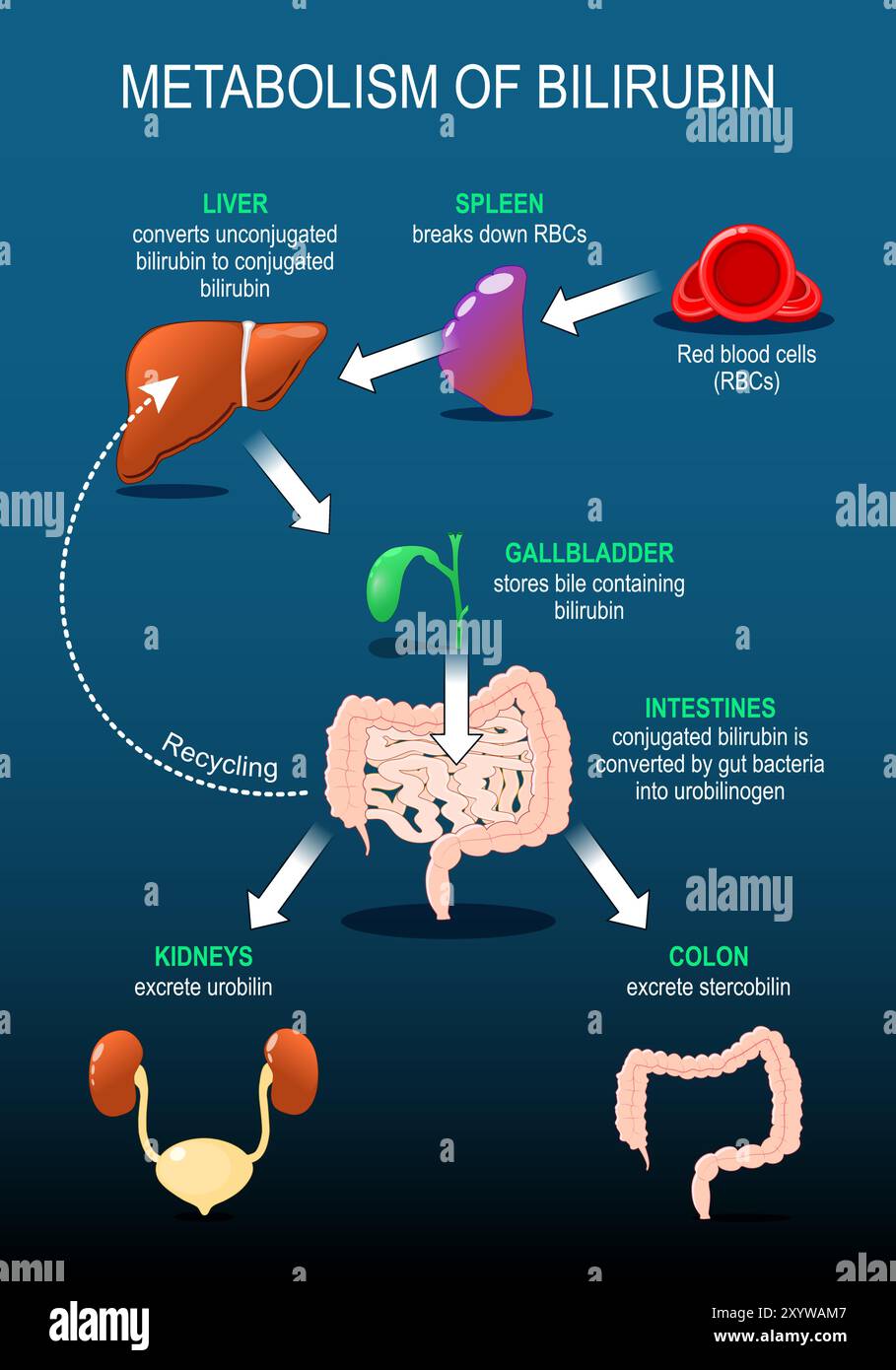 Métabolisme de la bilirubine. Catabolisme hème. L'appareil digestif humain. Dégradation des globules rouges, dégradation de l'hémoglobine, production et transport de bilirubine Illustration de Vecteur