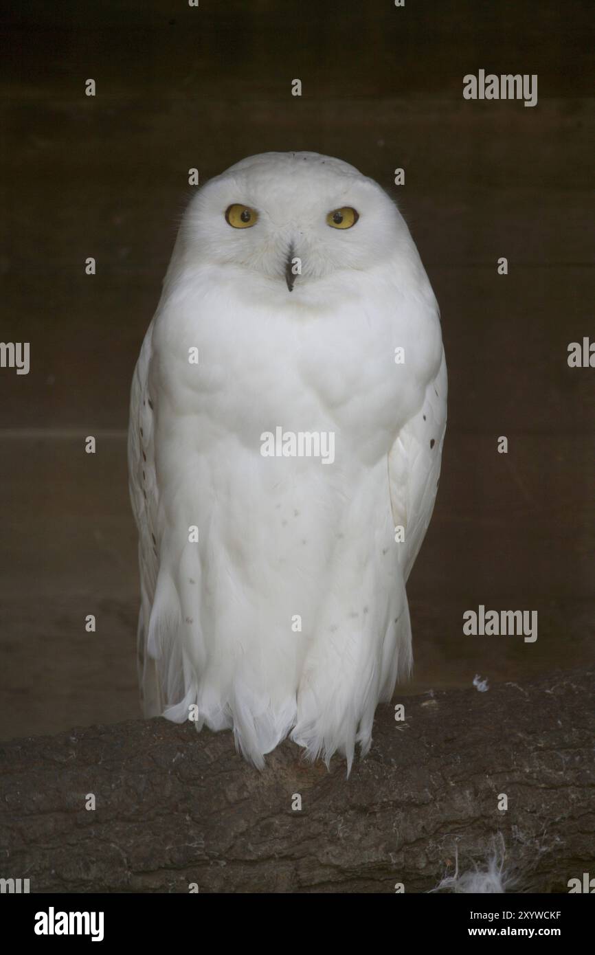 Nyctea scandiaca, homme. Le plumage des mâles adultes devient presque complètement blanc avec l'âge, tandis que les femelles et les oiseaux plus jeunes ont des taches sombres et b Banque D'Images