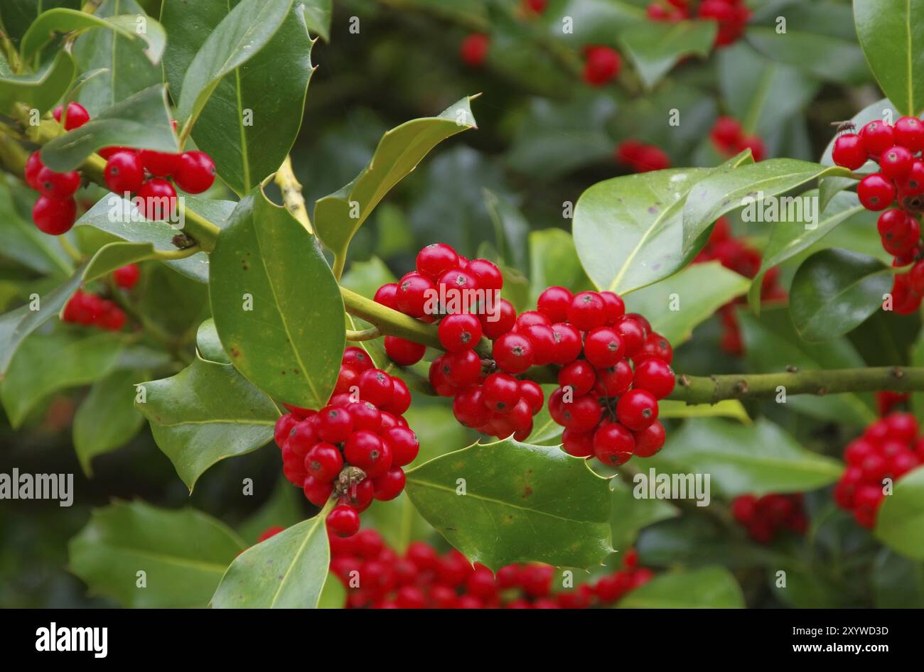 Ilex 01 Banque D'Images