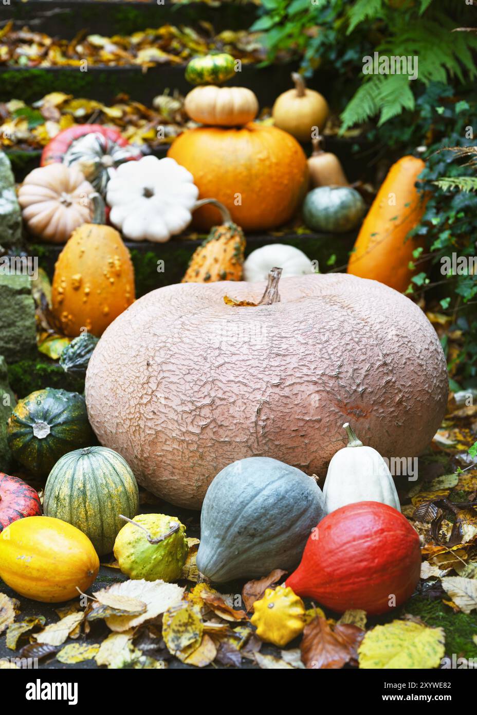 Récolte d'automne de petites et énormes citrouilles colorées variées et de courges dans le jardin du chalet. Concept de jardinage ou de récolte. Banque D'Images