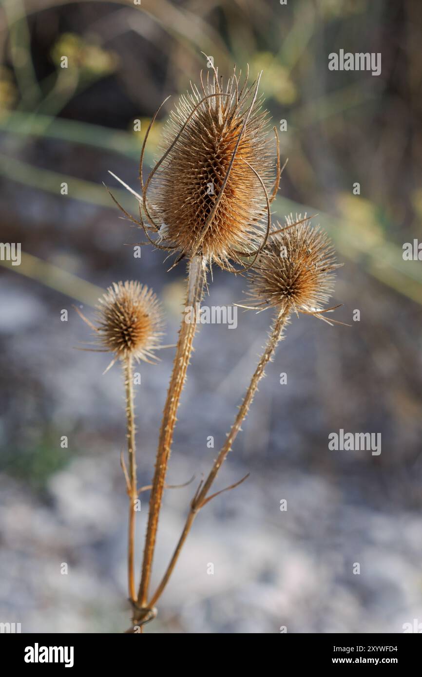 Cardon séché dipsacus sylvestris (Cardencha ou cardoncha), Lorcha, Espagne Banque D'Images