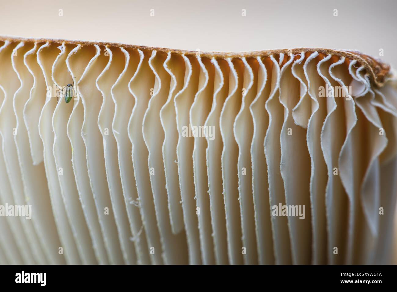 Insket sur le dessous d'une mouche agarique (Amanita muscaria, anglais : fly agaric, fly amanita), Gaellivare, Norrbotten, Laponie, Suède, août 2014, UE Banque D'Images