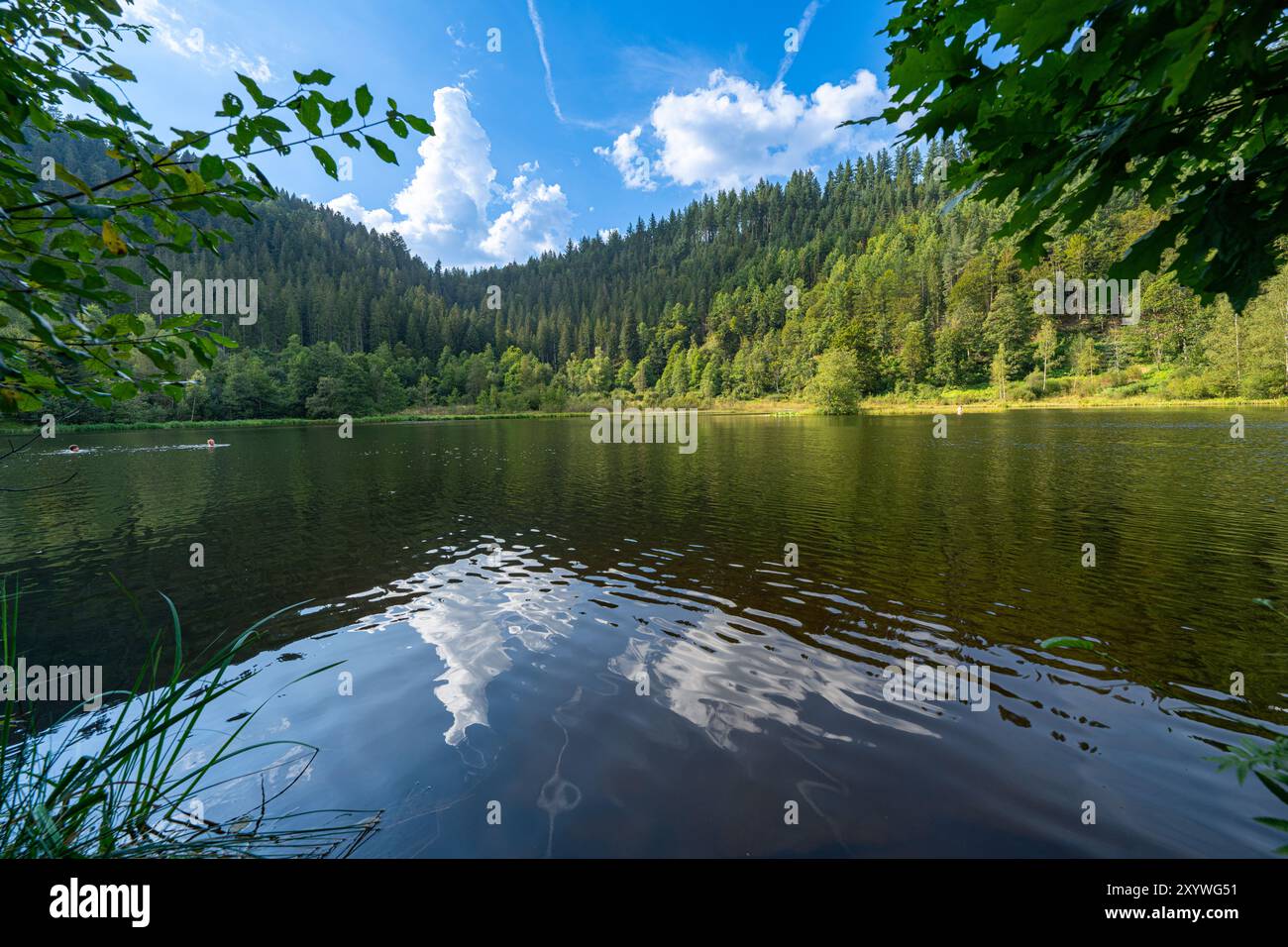 Vue sur le lac Sankenbachsee près de Baiersbronn, Forêt Noire, Allemagne, Europe Banque D'Images