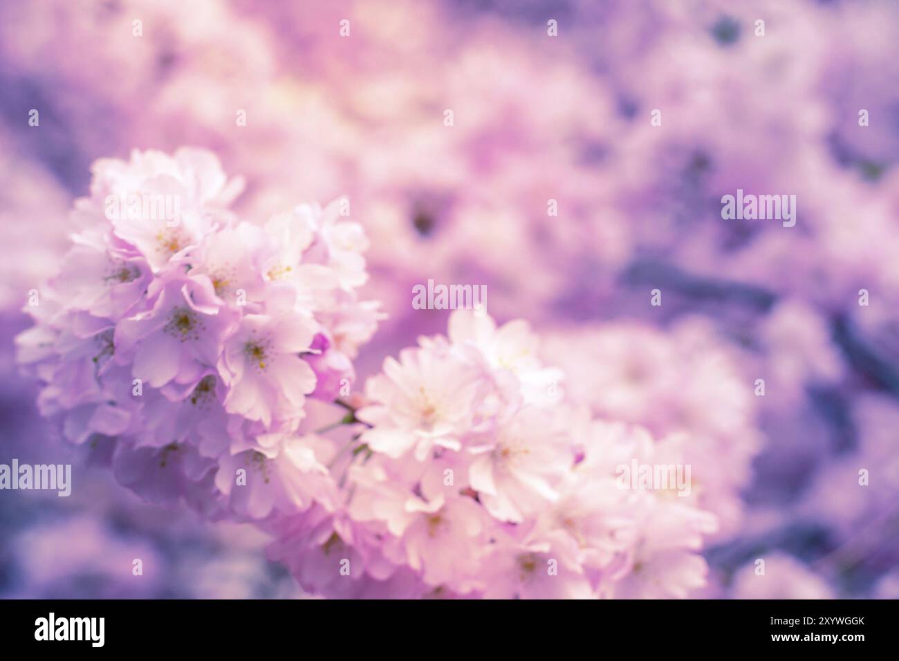 Fond de printemps flou avec fleur de cerisier pourpre et rose stylisée, jardin sakura Banque D'Images