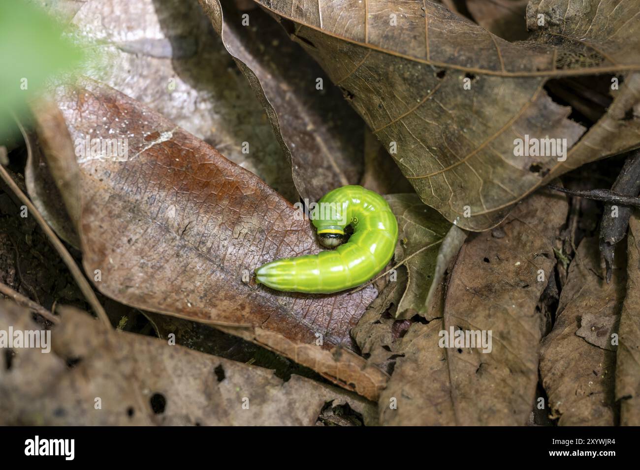 chenille verte dans le feuillage, parc national du Corcovado, péninsule d'Osa, province de Puntarena, Costa Rica, Amérique centrale Banque D'Images